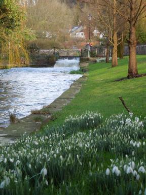 snowdrops