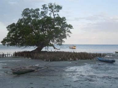mangroves