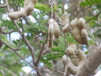 tamarind
