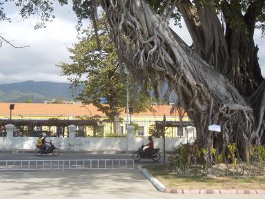 tree&bikes