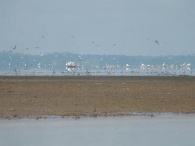 lakeandbirds