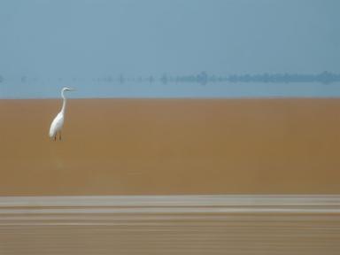 egret
