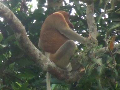 proboscismonkey