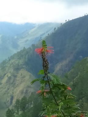flower