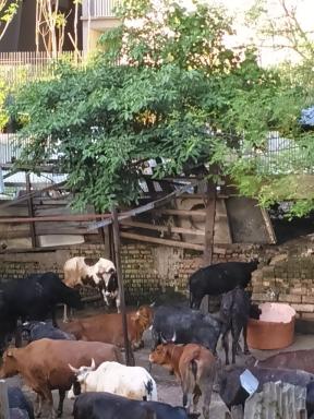 cowsincity2