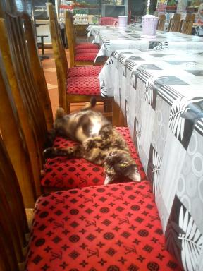 foodcourtcat
