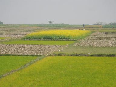 fields