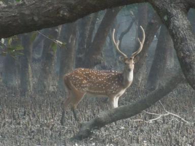 deer