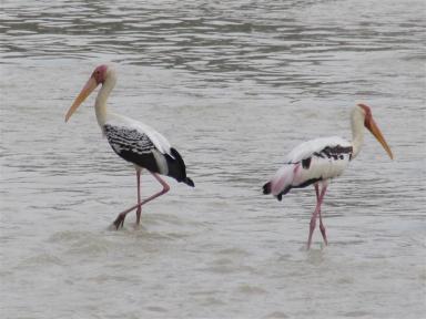 stork