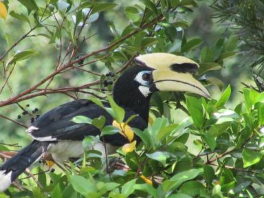 hornbill1
