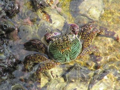 crabs
