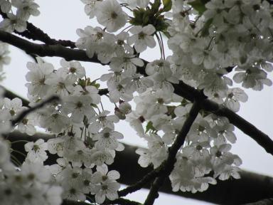 blossomsky