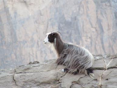 goatmountain