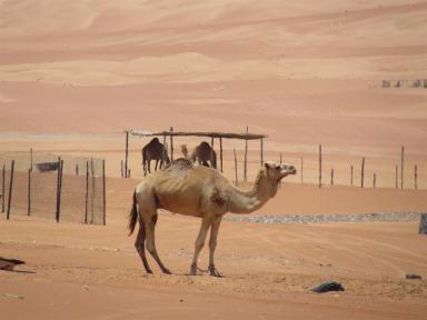 cameldesert