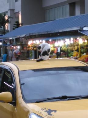 carcat
