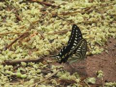 119236