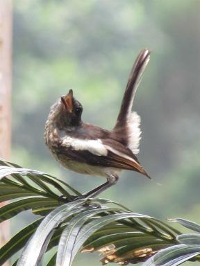 robin2