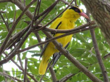 oriole