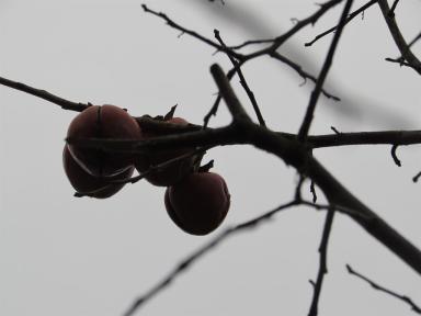 autumnpeaches