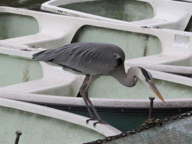 heron