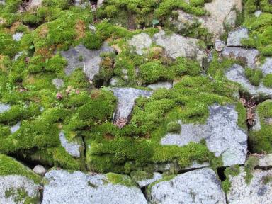 moss