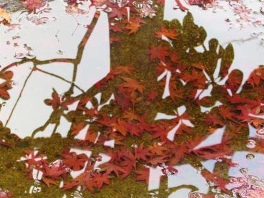 mapleinbirdfeeder