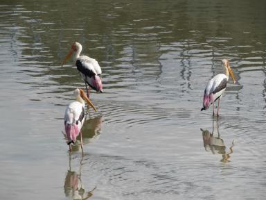 paintedstorks
