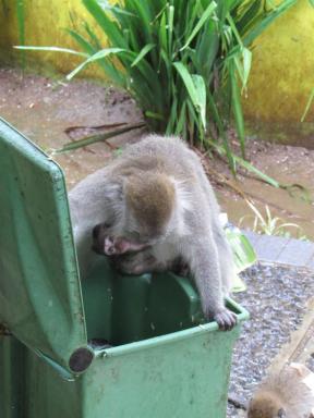 monkey&bin
