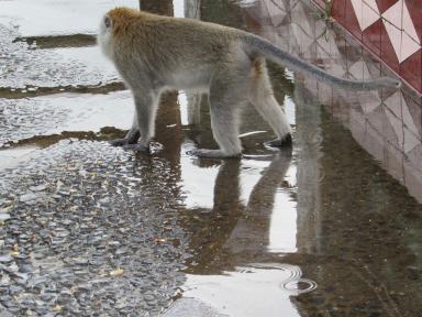 monkey&puddle