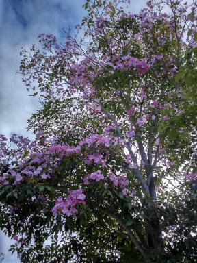 bauhinia