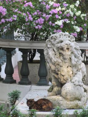 cat&lion