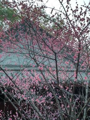 blossom