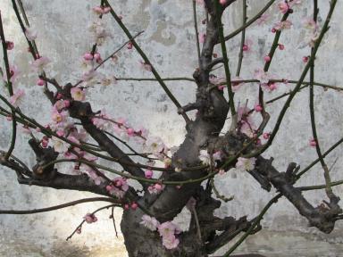 blossom