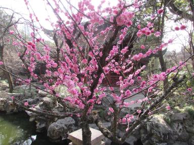 blossom