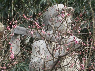blossomhoe