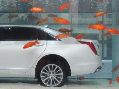 car&fish