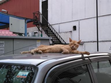 catoncar
