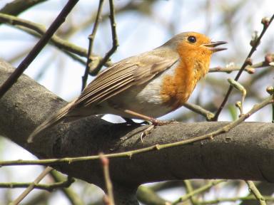 robin