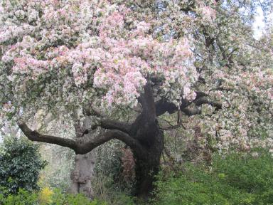 blossom