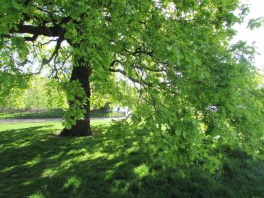 oak