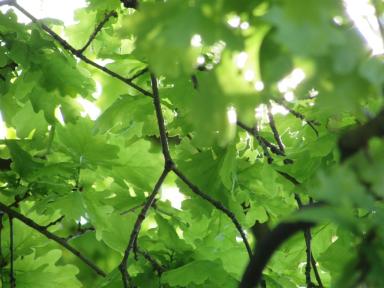 leaves
