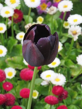 tulip