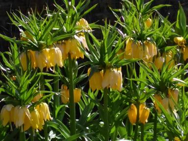 yellowflower