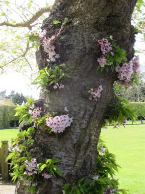 blossomtrunk