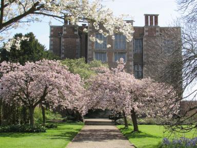 blossom