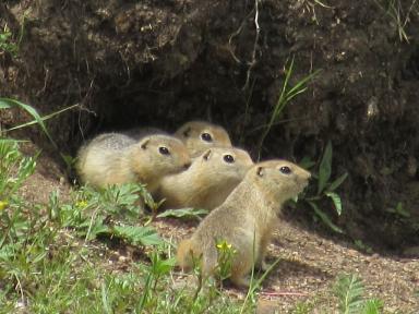 4marmots