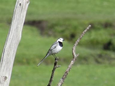 birdonbranch