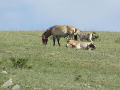 3takhihorses