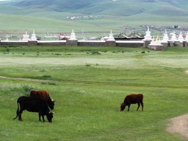 monasterygrasscows