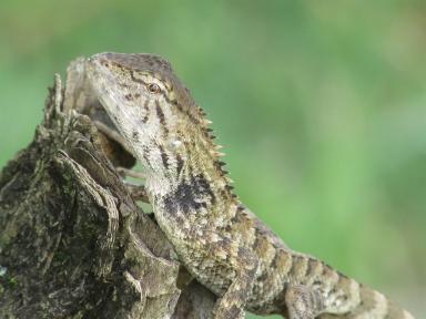 lizard